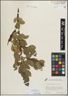 Foto von Salix mielichhoferi Saut.